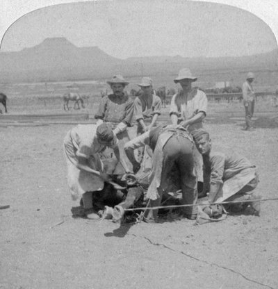Herrando caballos en Naauwpoort, Sudáfrica, Guerra de los Bóeres, 1900 de Underwood and Underwood