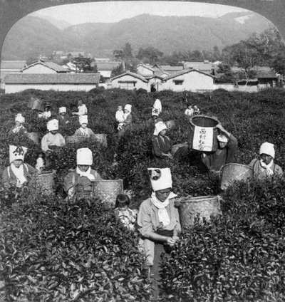 Recolección de té en Uji, Japón, 1904 de Underwood and Underwood