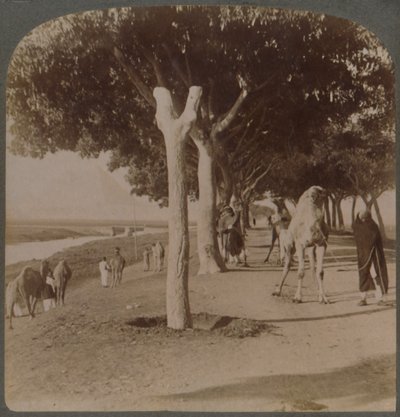 El Camino a las Pirámides, Egipto, 1896 de Underwood and Underwood