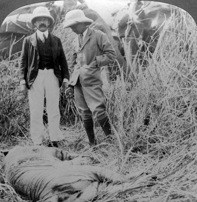 El devorador de hombres muerto, jungla de Behar, India, c1900s de Underwood and Underwood