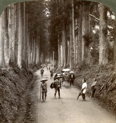 Los bosques fueron los primeros templos de Dios, avenida de nobles criptomerias en Nikko, Japón, 1904 de Underwood and Underwood