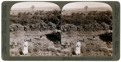 La vista noroeste desde Shunem, a través de la llanura de Esdraelon, hacia el Carmelo, 1900s de Underwood and Underwood