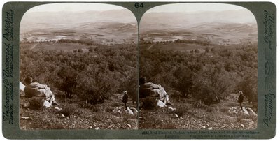 La llanura de Dotán, Palestina, 1900 de Underwood and Underwood
