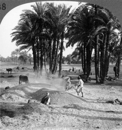La aventación del grano después de la trilla, Egipto, 1905 de Underwood and Underwood