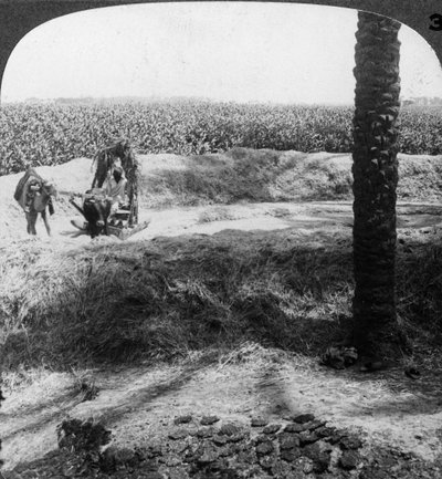Trilla en Egipto, 1905 de Underwood and Underwood