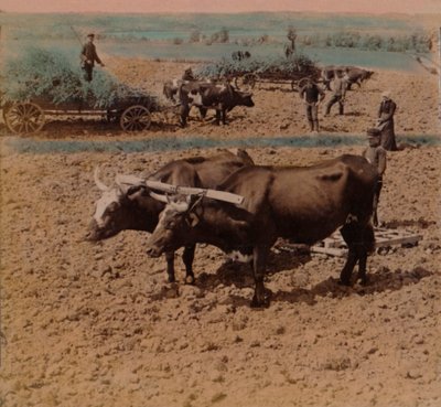 Gente del campo ahorrativa con su ganado trabajando en una granja cerca de Jonkoping, Suecia, 1905 de Underwood and Underwood