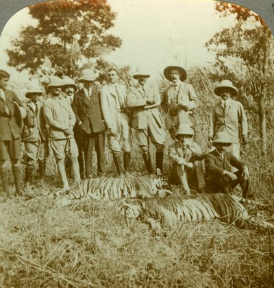 Caza de tigres, Cooch Behar, Bengala Occidental, India, c. 1900s de Underwood and Underwood