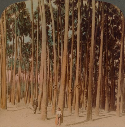 Palmeras Toddy de 100 pies de altura, Pagan, Birmania, 1907 de Underwood and Underwood