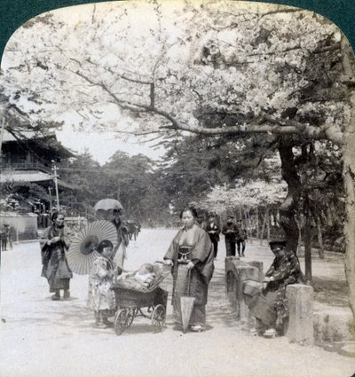 Bajo los cerezos en flor, mirando al noreste a lo largo de la avenida principal del Parque Shiba, Tokio, Japón, 1904 de Underwood and Underwood