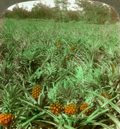 Donde crece la deliciosa piña, Florida, EE.UU., 1896 de Underwood and Underwood