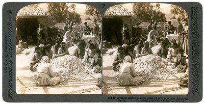 Mujeres clasificando grandes pilas de capullos de seda, Antioquía, Siria, 1900s de Underwood and Underwood
