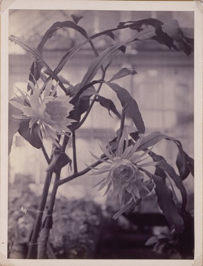 [Cereus de floración nocturna, en flor] de Unidentified