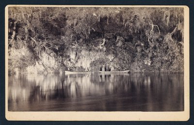 [Bajo los acantilados del río Withlacoochee, Florida] de Unidentified