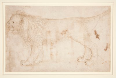 Un leon de Unknown