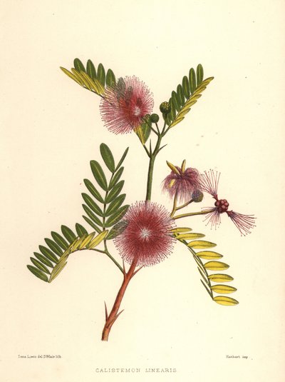 Cepillo de botella, Callistemon linearis (Calistemon linearis) de Unknown