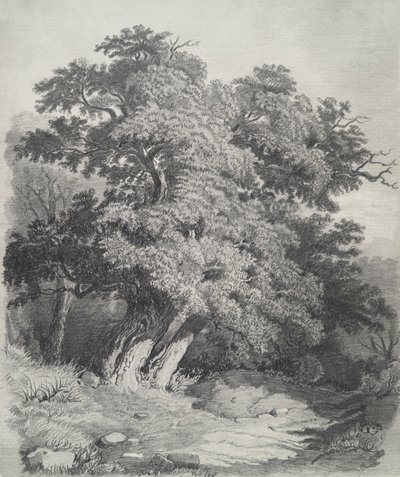 Grupo de árboles de Unknown