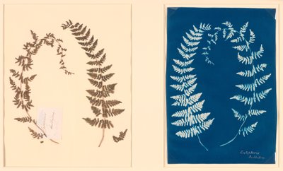 Del álbum Hatton Fern de Unknown