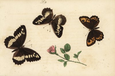Gran grisalla con bandas, Brintesia circe 1, ermitaño, Chazara briseis 2, y gran marrón de pared, Lasiommata maera 3 de Unknown