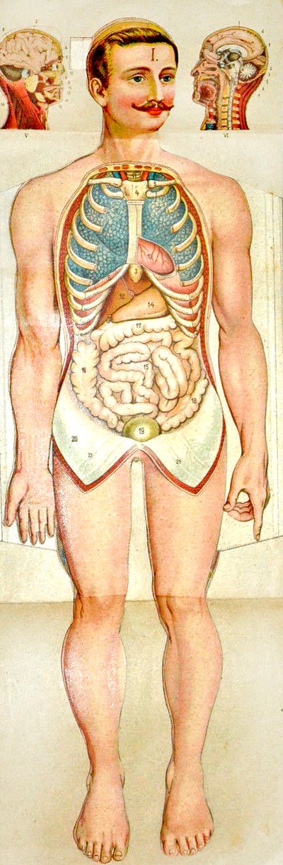 Modelo educativo desplegable de anatomía humana, c. 1895 de Unknown