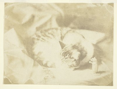 El gato de la Sra. Craik de Unknown