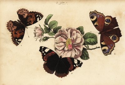 Mariposa dama pintada, Vanessa cardui 1, almirante rojo, Vanessa atalanta 2 y pavo real europeo, Aglais io 3 de Unknown