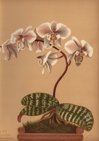 Phalaenopsis schilleriana (Phalenopsis schilleriana) de Unknown