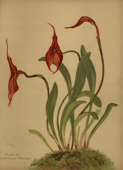 Masdevallia de Veitch o rey de las masdevallias, Masdevallia veitchiana de Unknown