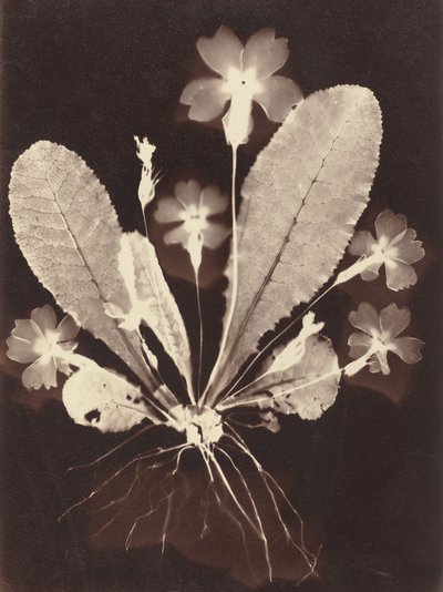 Fotograma Botánico de Unknown 19th Century