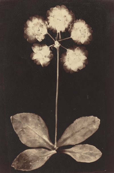 Fotograma botánico de Unknown 19th Century