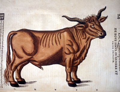 Un buey según la Historia Animalium de Conrad Gesner, Tiguri 1560. Biblioteca nazionale Braidense. Milán de Unknown artist