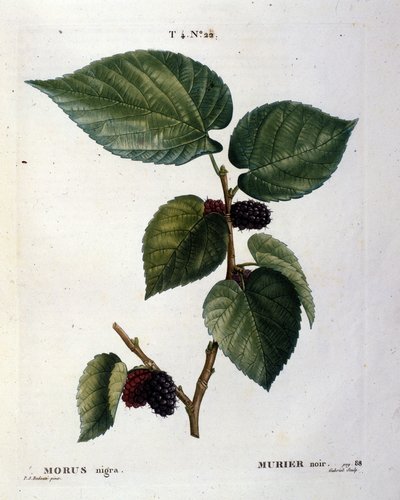 Un moral negro y sus frutos: lámina botánica del siglo XIX. de Unknown artist