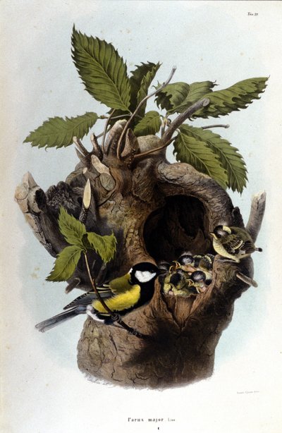 Tabla que representa un pájaro común (o gorrión) cerca de su nido. de Unknown artist