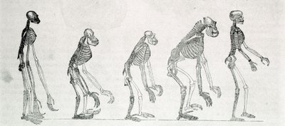 Estudio comparativo de los esqueletos del hombre y los monos: gibón, orangután, chimpancé y gorila. de Unknown artist