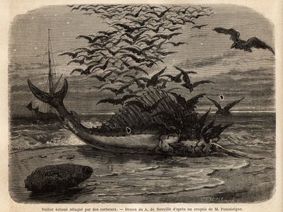 Un pez vela cosmopolita, el pez más rápido del mundo, gracias a su aleta en forma de vela en su espalda, varado en la orilla y atacado por cuervos. Grabado para ilustrar la historia Cuatro meses en Florida, por M. Pousselgue, en 1851-1852, publicado en “L de Unknown artist