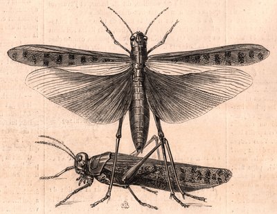 Un saltamontes y un grillo de Unknown