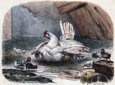 Una gallina protege a sus polluelos del frío extendiendo sus alas. de Unknown artist