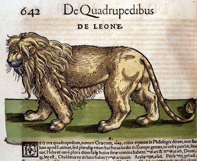 Un león según 