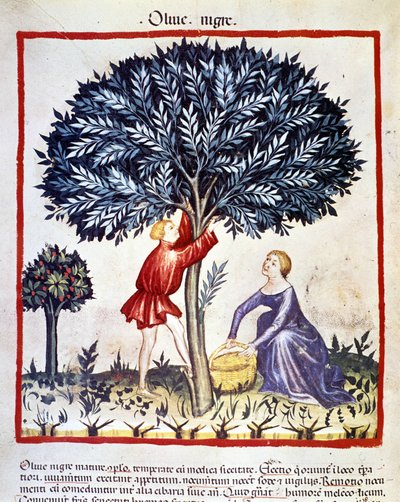 Un hombre sube a un olivo para recoger aceitunas negras. Iluminación del libro de medicina y dietética "Tacuinum sanitatis" de Unknown artist