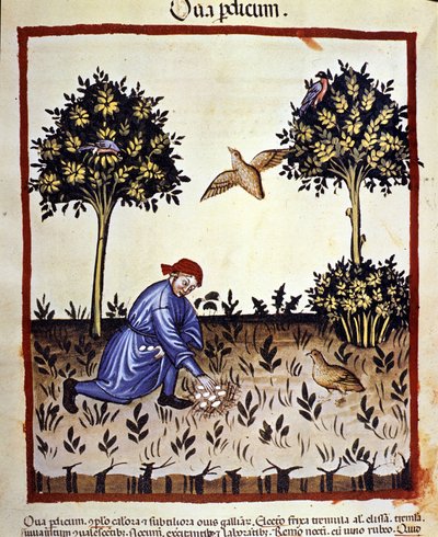 Un hombre recoge huevos de un nido de perdiz. Iluminación del libro de medicina y dietética “Tacuinum sanitatis” de Unknown artist