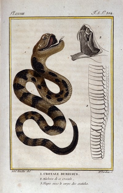 Una serpiente de cascabel. Lámina tomada de un Tratado de Historia Natural de “Obras de Buffon” por el naturalista Georges Louis Leclerc, Conde de Buffon (1707 - 1788). Siglo XIX de Unknown artist
