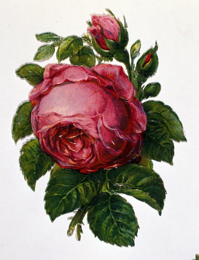 Una rosa de Unknown artist