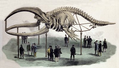 Un esqueleto de ballenas en el Royal College of Surgeons en Londres. Grabado del siglo XIX de Unknown artist