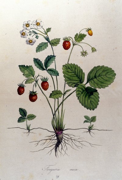 Un madroño y sus frutos: lámina botánica del siglo XIX. de Unknown artist
