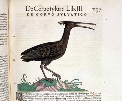 Un cuervo salvaje de la Historia Animalium de Conrad Gesner, Tiguri 1560. Biblioteca Nazionale Braidense. Milán de Unknown artist