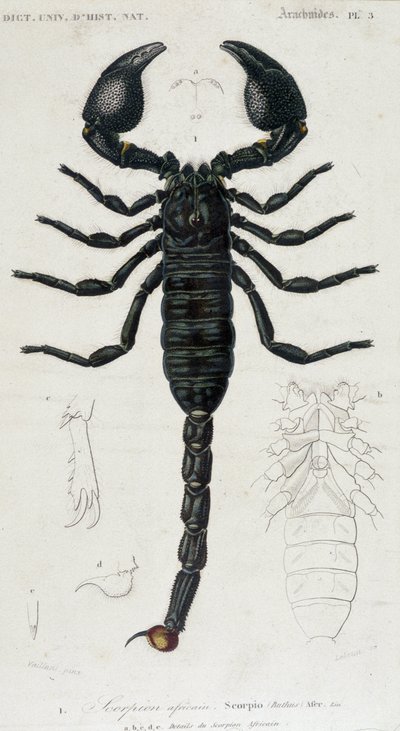 Escorpión africano - Tabla de Historia Natural de Unknown artist