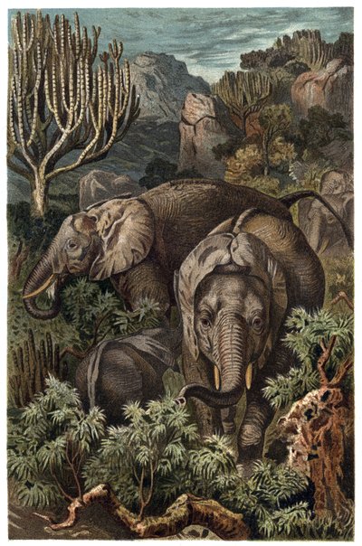 Elefante africano (Loxodonta) - Elefante africano (Loxodonta) - grabado de 