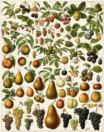 Agricultura: Tabla botánica que representa frutas comestibles (cereza, frambuesa, fresa, arándano, durazno, albaricoque, nueces, uvas, pera, avellana, higo, manzana, ciruela...). Litografía a color. de Unknown artist