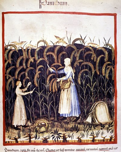 Agricultura. Recolección de pánico (cereal). Iluminación de la leche de medicina y dietética "Tacuinum sanitatis" de Unknown artist