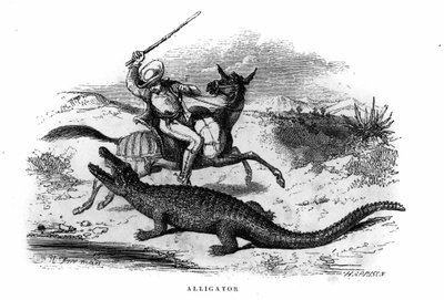 Caimán en Sudamérica a mediados del siglo XIX. de Unknown artist