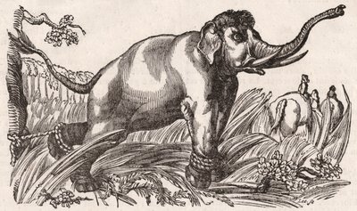 Un elefante capturado en la sabana, África de Unknown